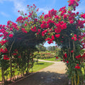 archway of red roses at the State Rose Garden Werribee