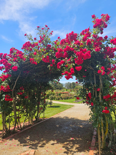 archway of red roses at the State Rose Garden Werribee