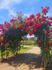 archway of red roses at the State Rose Garden Werribee