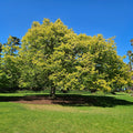 Williamstown Botanic Gardens