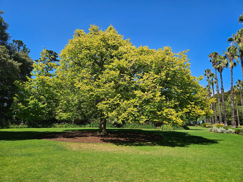 Williamstown Botanic Gardens