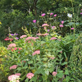 Flowers at Forest Glade Gardens