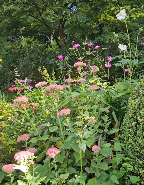 Flowers at Forest Glade Gardens