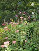 Flowers at Forest Glade Gardens