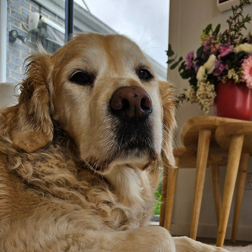 Dog lying on a textured rug with a chair and flowers in the background
