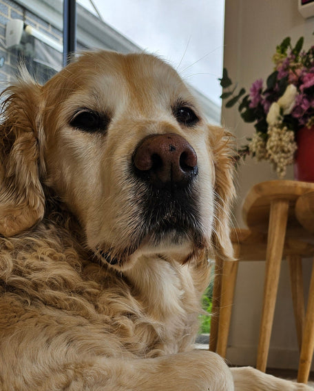 Dog lying on a textured rug with a chair and flowers in the background