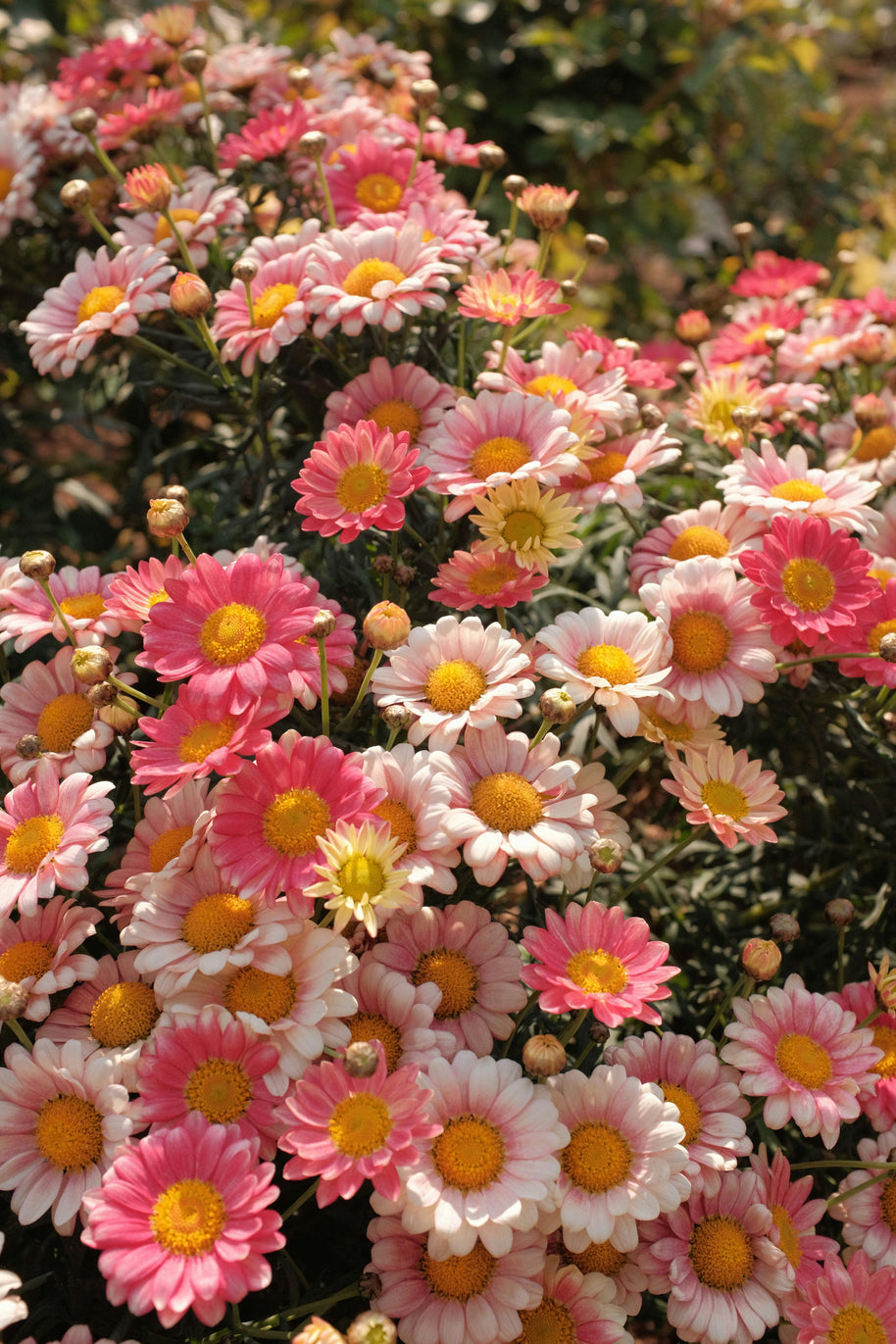 Close-up of pink and white flowers with yellow centers in a garden setting.