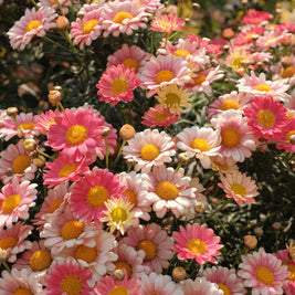 Close-up of pink and white flowers with yellow centers in a garden setting.